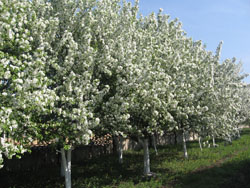 Увеличить изображение. Размер файла: 238,48 Kb [800X600]