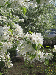 Увеличить изображение. Размер файла: 196,67 Kb [600X800]