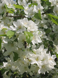 Увеличить изображение. Размер файла: 129,18 Kb [600X800]