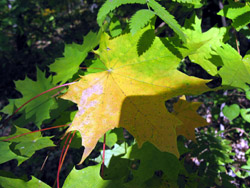 Прогулка Воскресной школы в лесу. Увеличить изображение. Размер файла: 179,85 Kb [800X600]