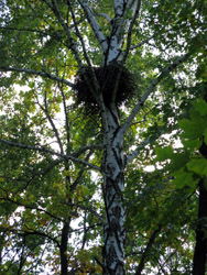 Прогулка Воскресной школы в лесу. Увеличить изображение. Размер файла: 295,79 Kb [600X800]