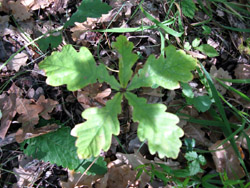 Прогулка Воскресной школы в лесу. Увеличить изображение. Размер файла: 221,32 Kb [800X600]