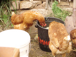 Детский летний лагерь. Увеличить изображение. Размер файла: 232,28 Kb [800X600]