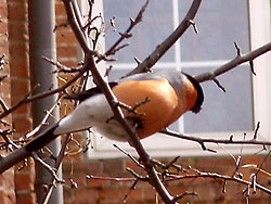 Снегири. Увеличить 800х536