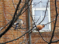 Снегири. Увеличить 800х536