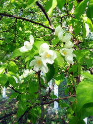 Виды Свято-Вознесенского собора. Увеличить изображение. Размер файла: 196,12 Kb [600X800]