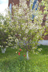 Свято-Вознесенский собор. Увеличить изображение. Размер файла: 234,17 Kb [536X800]