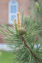 Свято-Вознесенский собор. Увеличить изображение. Размер файла: 101,43 Kb [536X800]