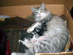 Кошки Боровецкой церкви. Увеличить изображение. Размер файла: 141,97 Kb [800X600]