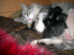 Кошки Боровецкой церкви. Увеличить изображение. Размер файла: 128,7 Kb [800X600]