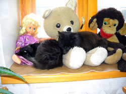 Кошки Боровецкой церкви. Увеличить изображение. Размер файла: 118,17 Kb [800X600]