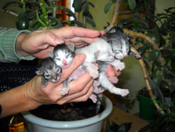 Кошки Боровецкой церкви. Увеличить изображение. Размер файла: 112,8 Kb [800X600]