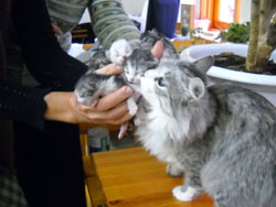 Кошки Боровецкой церкви. Увеличить изображение. Размер файла: 96,69 Kb [800X600]