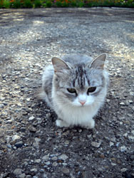 Кошки Боровецкой церкви. Увеличить изображение. Размер файла: 184,83 Kb [600X800]