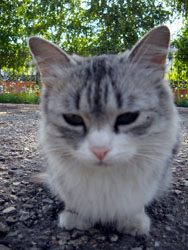 Кошки Боровецкой церкви. Увеличить изображение. Размер файла: 159,29 Kb [600X800]