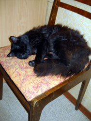 Кошки Боровецкой церкви. Увеличить изображение. Размер файла: 151,9 Kb [600X800]