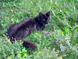 Кошки Боровецкой церкви. Увеличить изображение. Размер файла: 259,03 Kb [800X600]