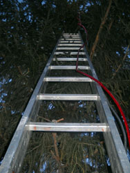 Подготовительные работы к Рождеству в Боровецкой церкви г. Набережные Челны. Увеличить изображение. Размер файла: 145,49 Kb [600X800]