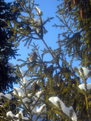 Зимние виды Боровецкой церкви. Увеличить изображение. Размер файла: 211,29 Kb [600X800]