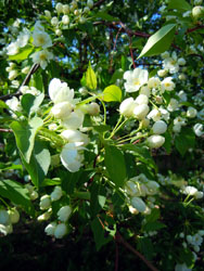 Виды Свято-Вознесенского собора. Увеличить изображение. Размер файла: 167,35 Kb [600X800]