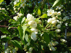 Виды Свято-Вознесенского собора. Увеличить изображение. Размер файла: 166,51 Kb [800X600]