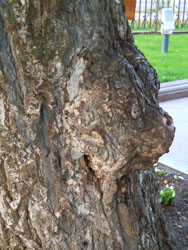 Поездка прихожан в Дивеево. Увеличить изображение. Размер файла: 204,05 Kb [600X800]