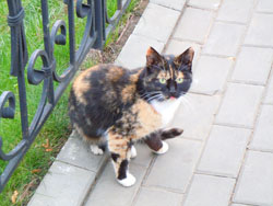 Поездка прихожан в Дивеево. Увеличить изображение. Размер файла: 140,95 Kb [800X600]