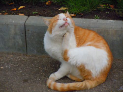 Поездка прихожан в Дивеево. Увеличить изображение. Размер файла: 122,72 Kb [800X600]