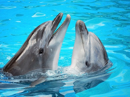 Казанские дети-инвалиды посетили дельфинарий