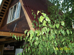 Пожар Рождественского храма в Набережных Челнах. Увеличить изображение. Размер файла: 242,23 Kb [800X600]