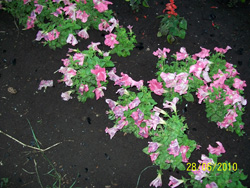 Пожар Рождественского храма в Набережных Челнах. Увеличить изображение. Размер файла: 251,45 Kb [800X600]