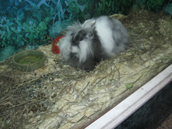 Воскресная школа в театре кукол. Увеличить изображение. Размер файла: 248,95 Kb [800X600]