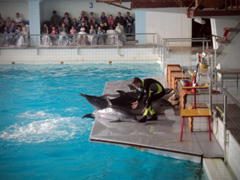 Открытие «Нашей смены». Увеличить изображение. Размер файла: 184,59 Kb [800X600]