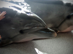 Открытие «Нашей смены». Увеличить изображение. Размер файла: 139,66 Kb [800X600]