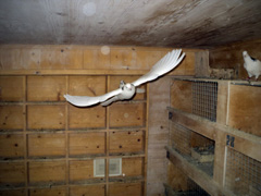 "Наша смена" при Боровецком храме. Увеличить изображение. Размер файла: 160,55 Kb [800X600]