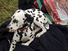 Дождь, чудо и новые знакомства. Увеличить изображение. Размер файла: 370,3 Kb [800X600]