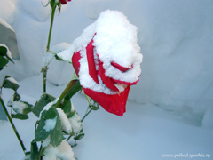 Праздник Сретения Господня в Боровецком храме. Увеличить изображение. Размер файла: 339,93 Kb [800X600]