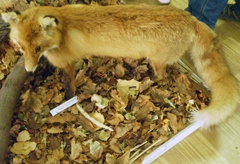 Знакомство с величием природы. Увеличить изображение. Размер файла: 621,59 Kb [800X545]