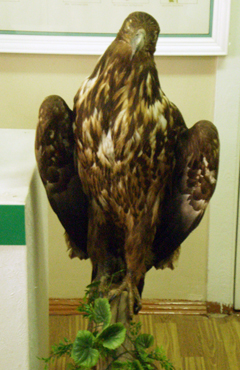 Знакомство с величием природы. Увеличить изображение. Размер файла: 863,86 Kb [800X1234]