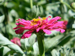 Благодатное купание. Увеличить изображение. Размер файла: 160,6 Kb [800X600]