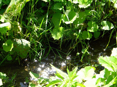 Благодатное купание. Увеличить изображение. Размер файла: 328,7 Kb [800X600]