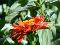 Благодатное купание. Увеличить изображение. Размер файла: 183,18 Kb [800X600]