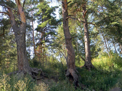 Благодатное купание. Увеличить изображение. Размер файла: 382,6 Kb [800X600]