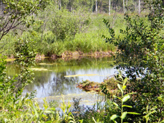 Благодатное купание. Увеличить изображение. Размер файла: 395,35 Kb [800X600]