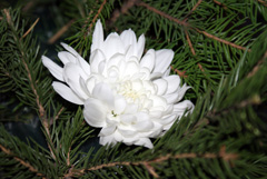 Украшение храма к празднику Рождества Христова. Увеличить изображение. Размер файла: 392,49 Kb [800X536]