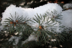 Панихида в родительскую субботу Великого поста. Увеличить изображение. Размер файла: 439,66 Kb [1200X800]